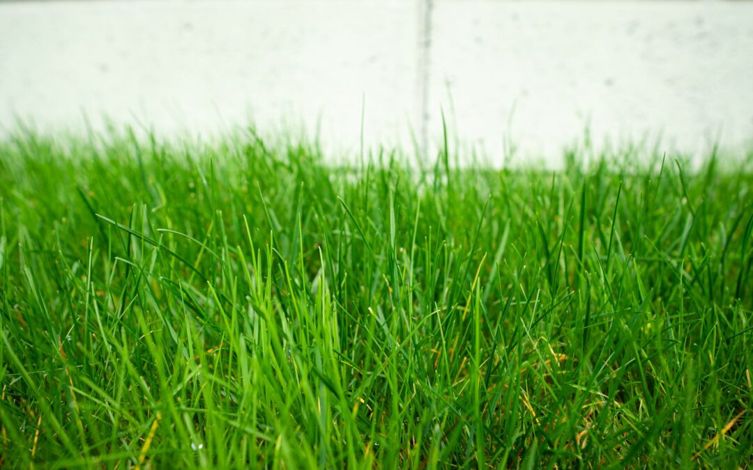 Entretien de pelouse à Metz : comment garder votre jardin impeccable toute l’année ?